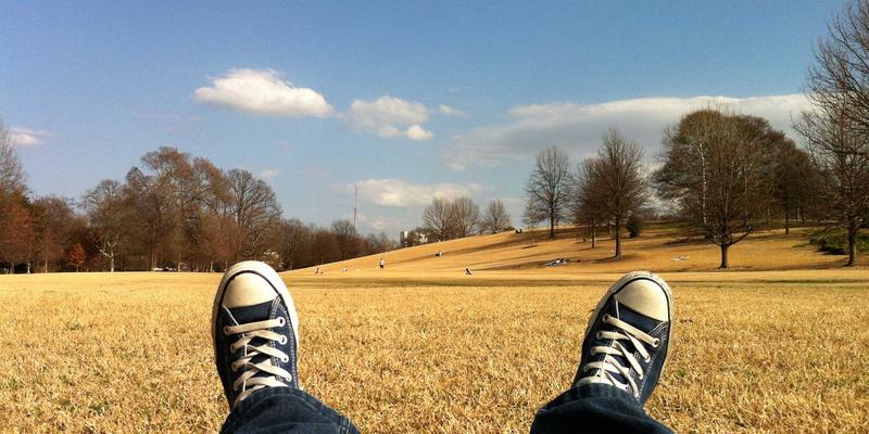从花艺设计到健康守护：AI图像识别如何革新鲜花病虫害早期诊断与智能防治