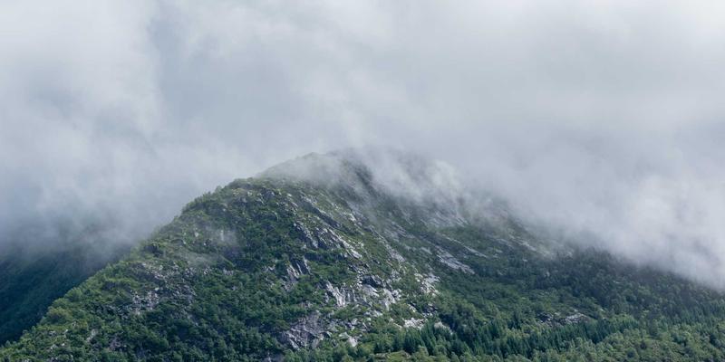 从花艺设计到鲜花配送:打造完美鲜花体验的完整指南