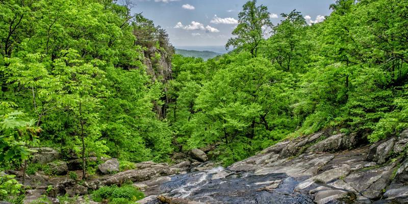 从鲜花速递到原木风花艺：小众鲜花品种如何开辟商业蓝海