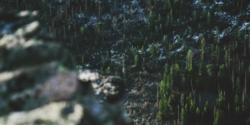 原木风花艺新宠：探索不常见却惊艳的小众鲜花品种图鉴