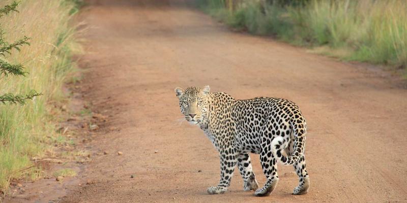 古典文学中的花卉意象解析：从《诗经》到《红楼梦》的鲜花隐喻与花艺启示