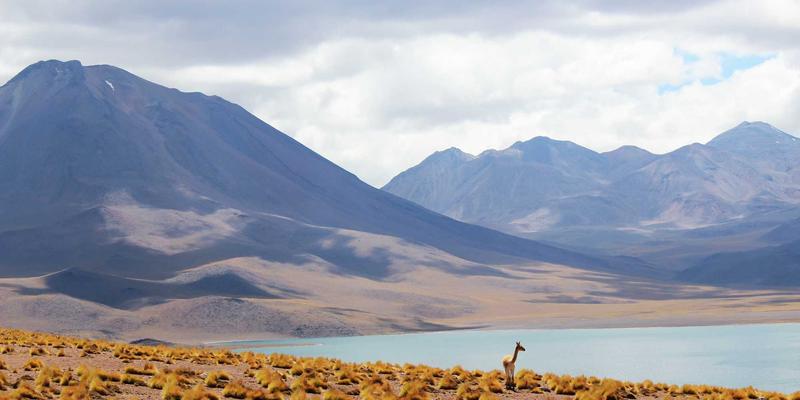 婚礼鲜花预算全规划：如何巧妙分配资金，通过花束与鲜花速递实现梦幻花艺效果