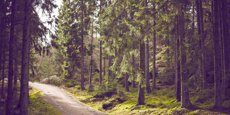 花束与花艺中的千年密语：解码《红楼梦》到梵高画作的鲜花意象