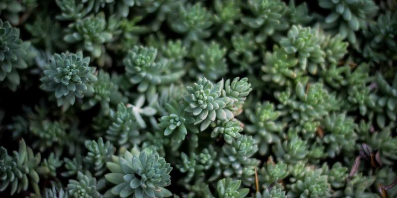 花艺与心灵疗愈：科学揭示鲜花如何缓解现代人焦虑与压力