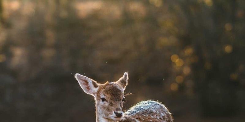 鲜花39:用原木风花艺与高效速递,点亮日常的诗意与温度