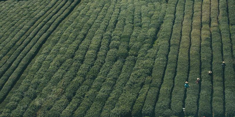 鲜花与心理健康：科学解读花卉颜色与香气对情绪的调节作用 | 鲜花配送与花艺设计指南