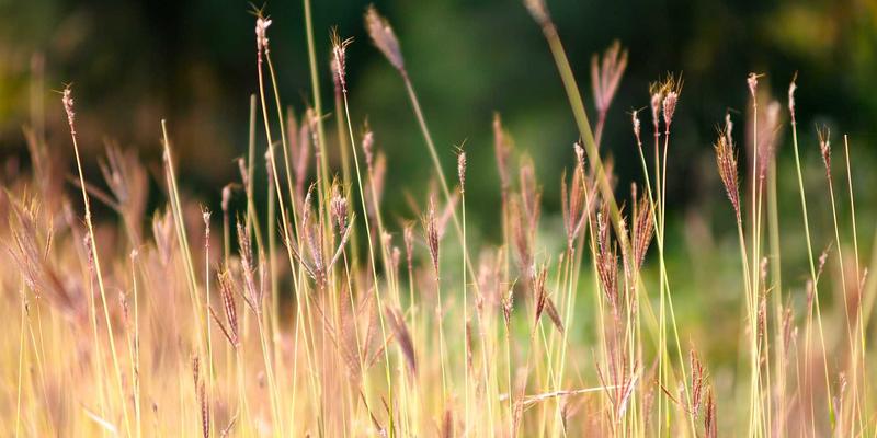 鲜花保鲜技术前沿：新型保鲜剂与智能冷链如何重塑鲜花配送与花艺设计行业
