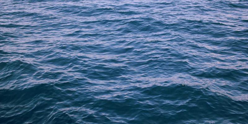 鲜花摄影技巧：如何用手机拍出具有高级感的花卉大片